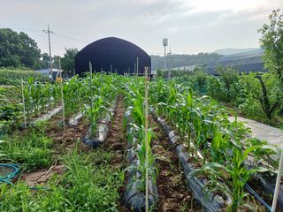 문영식님의 옥수수 · 자유게시판 작성글 사진
