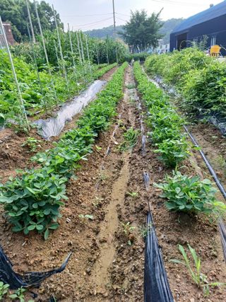 문영식님의 옥수수 · 자유게시판 작성글 사진