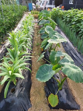 문영식님의 옥수수 · 자유게시판 작성글 사진