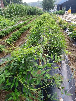 문영식님의 옥수수 · 자유게시판 작성글 사진