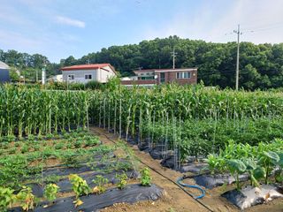문영식님의 옥수수 · 자유게시판 작성글 사진