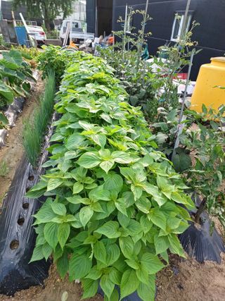 문영식님의 옥수수 · 자유게시판 작성글 사진