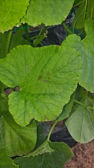 이진우님의 기타작물 · 병해충상담 작성글 사진