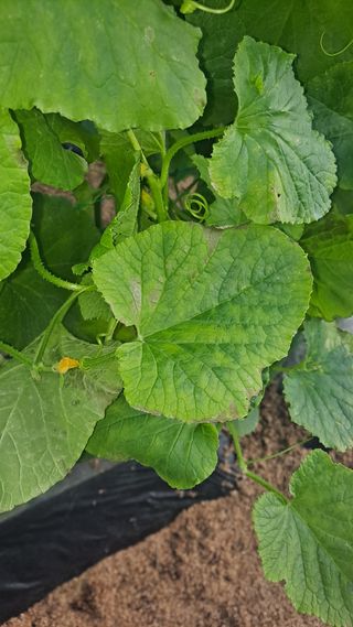 이진우님의 기타작물 · 병해충상담 작성글 사진