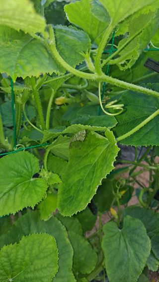 이진우님의 기타작물 · 병해충상담 작성글 사진