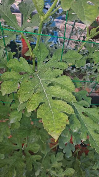 이진우님의 기타작물 · 병해충상담 작성글 사진