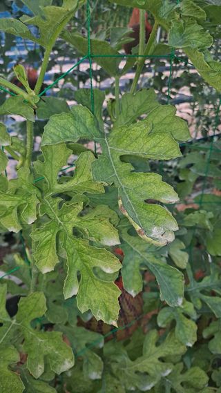 이진우님의 기타작물 · 병해충상담 작성글 사진