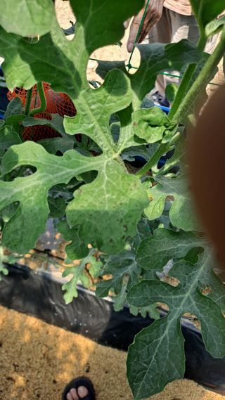 이진우님의 기타작물 · 병해충상담 작성글 사진