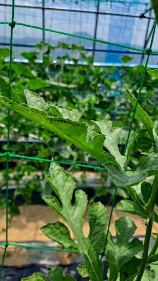 이진우님의 기타작물 · 병해충상담 작성글 사진