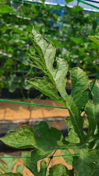 이진우님의 기타작물 · 병해충상담 작성글 사진