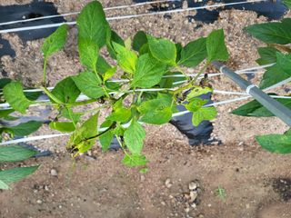 남봉구님의 고추 · 병해충상담 작성글 사진