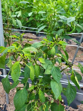 남봉구님의 고추 · 병해충상담 작성글 사진