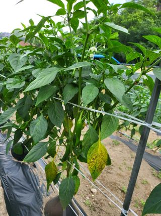 남봉구님의 고추 · 병해충상담 작성글 사진