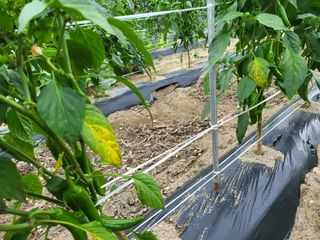 남봉구님의 고추 · 병해충상담 작성글 사진