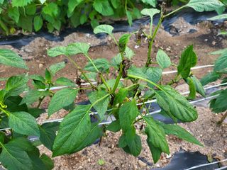 남봉구님의 고추 · 병해충상담 작성글 사진