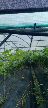 팜모닝 고추·비료•농약 게시글 이미지