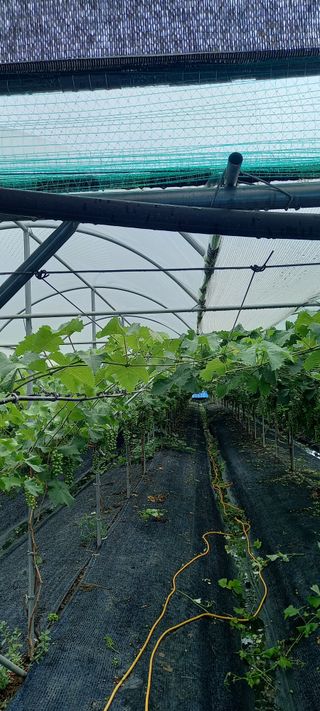 초보농사꾼보미촌님의 고추 · 비료•농약 작성글 사진