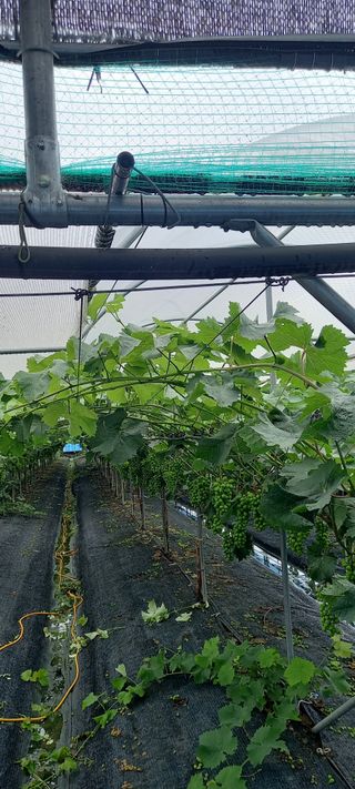 초보농사꾼보미촌님의 고추 · 비료•농약 작성글 사진