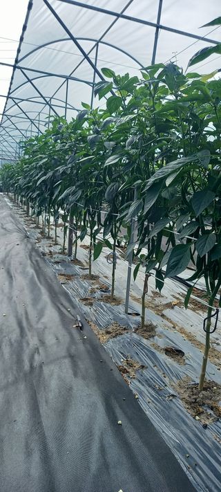 초보농사꾼보미촌님의 고추 · 비료•농약 작성글 사진