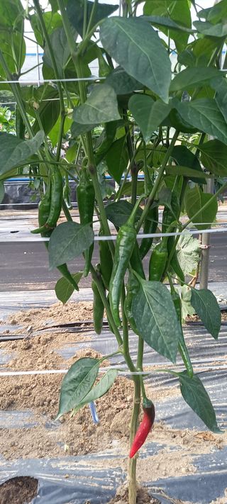 초보농사꾼보미촌님의 고추 · 비료•농약 작성글 사진