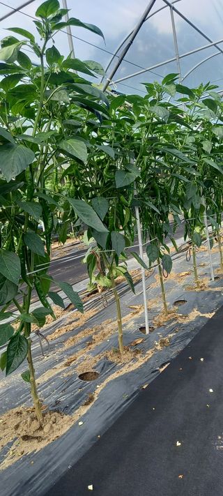 초보농사꾼보미촌님의 고추 · 비료•농약 작성글 사진