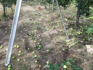 강성민님의 사과 · 영농일지 작성글 사진