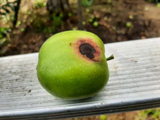 강성민님의 사과 · 영농일지 작성글 사진