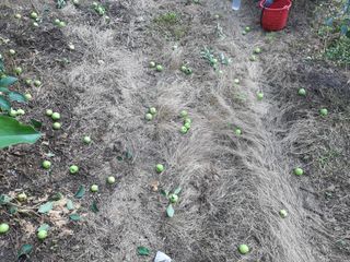 강성민님의 사과 · 영농일지 작성글 사진