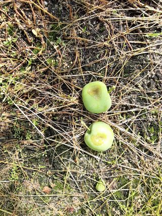 강성민님의 사과 · 영농일지 작성글 사진