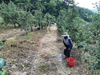 강성민님의 사과 · 영농일지 작성글 사진