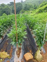 팜모닝 자유주제·자유게시판 게시글 이미지