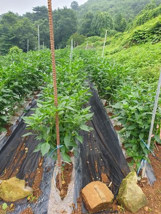 사과농사님의 자유주제 · 자유게시판 작성글 사진