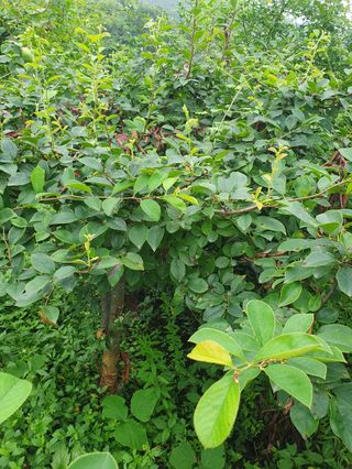 사과농사님의 자유주제 · 자유게시판 작성글 사진