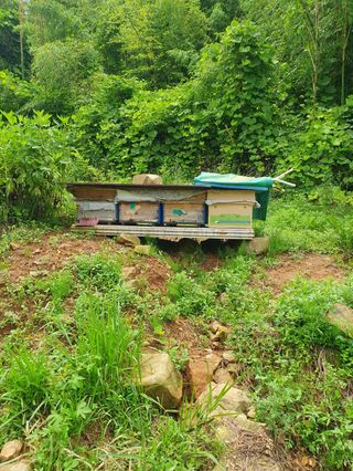 사과농사님의 자유주제 · 자유게시판 작성글 사진