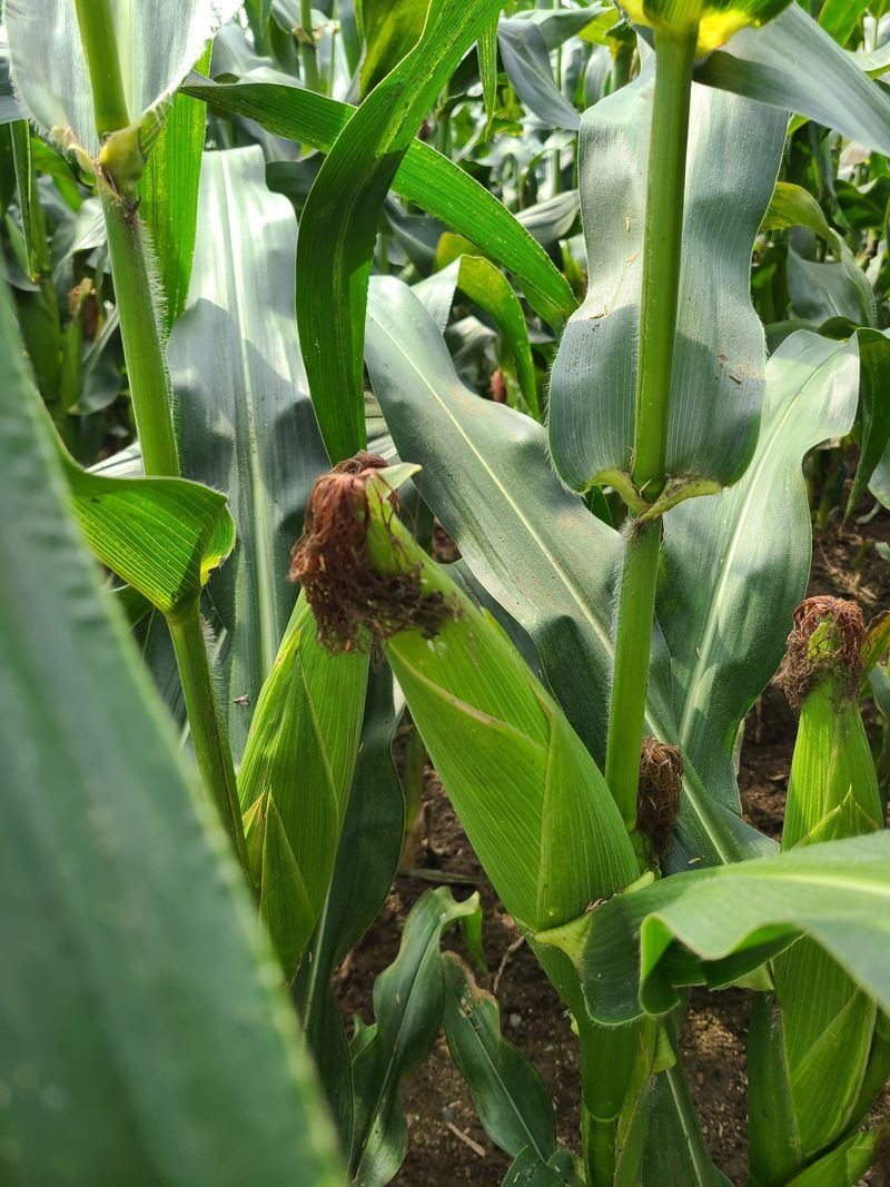 장터 상품 [옥수수 55개(약15k~20k)] 썸네일