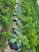 팜모닝 양배추·병해충상담 게시글 이미지