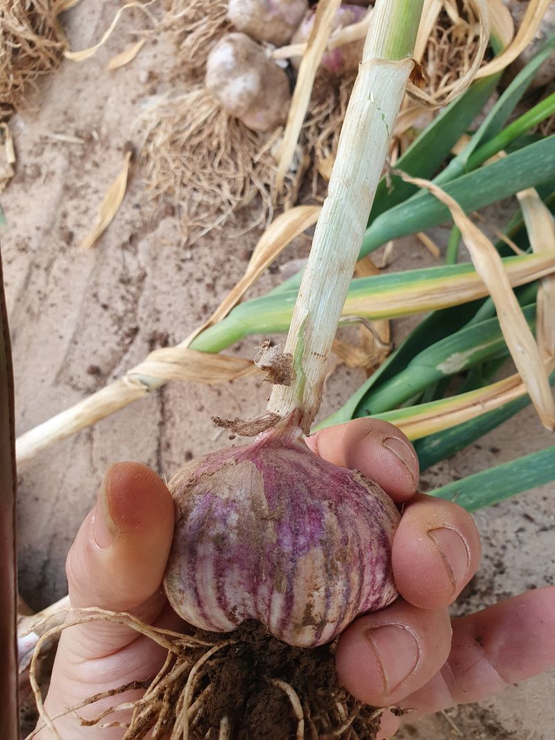 장터 상품 [딴딴한 유황칼슘 짱아찌용밭마늘5kg완판!] 썸네일