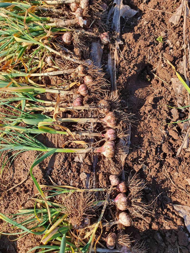 정석기님의 장터 판매 상품 [딴딴한 유황칼슘 짱아찌용밭마늘5kg완판!] 첨부 사진