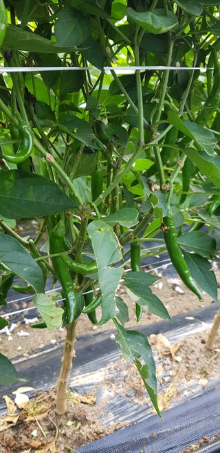 감자17742님의 고추 · 병해충상담 작성글 사진