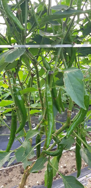 감자17742님의 고추 · 병해충상담 작성글 사진