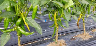 감자17742님의 고추 · 병해충상담 작성글 사진