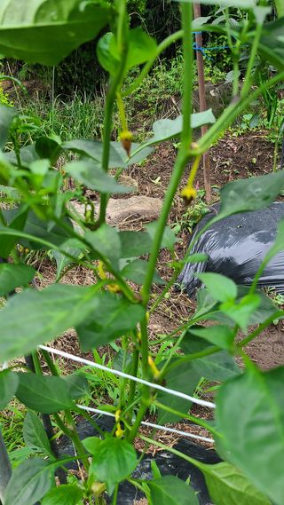 청산님의 고추 · 병해충상담 작성글 사진