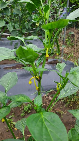 청산님의 고추 · 병해충상담 작성글 사진