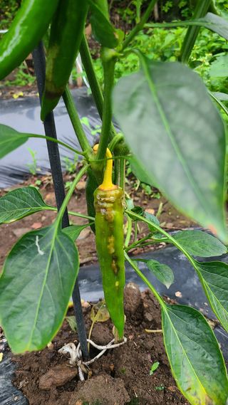 청산님의 고추 · 병해충상담 작성글 사진