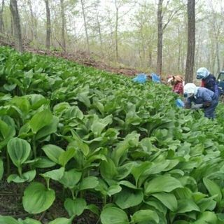 병풍취산채농원님의 작성글 사진