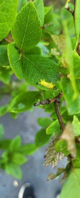 팜모닝 블루베리·병해충상담 게시글 이미지