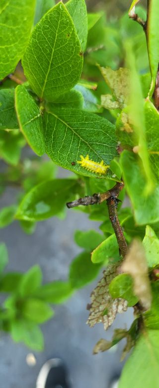 우성철님의 블루베리 · 병해충상담 작성글 사진