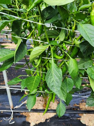 임동규님의 고추 · 병해충상담 작성글 사진