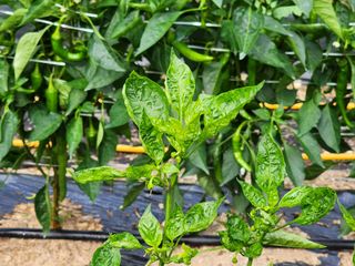 임동규님의 고추 · 병해충상담 작성글 사진