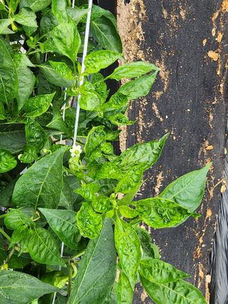 임동규님의 고추 · 병해충상담 작성글 사진